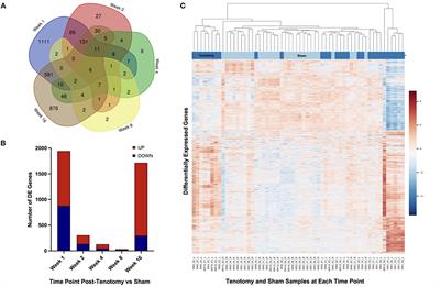Corrigendum: Transcriptional Time Course After Rotator Cuff Tear